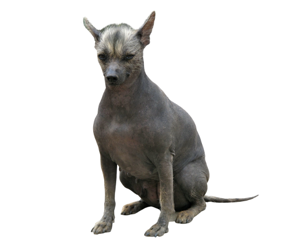 Perro sin pelo del Perú
