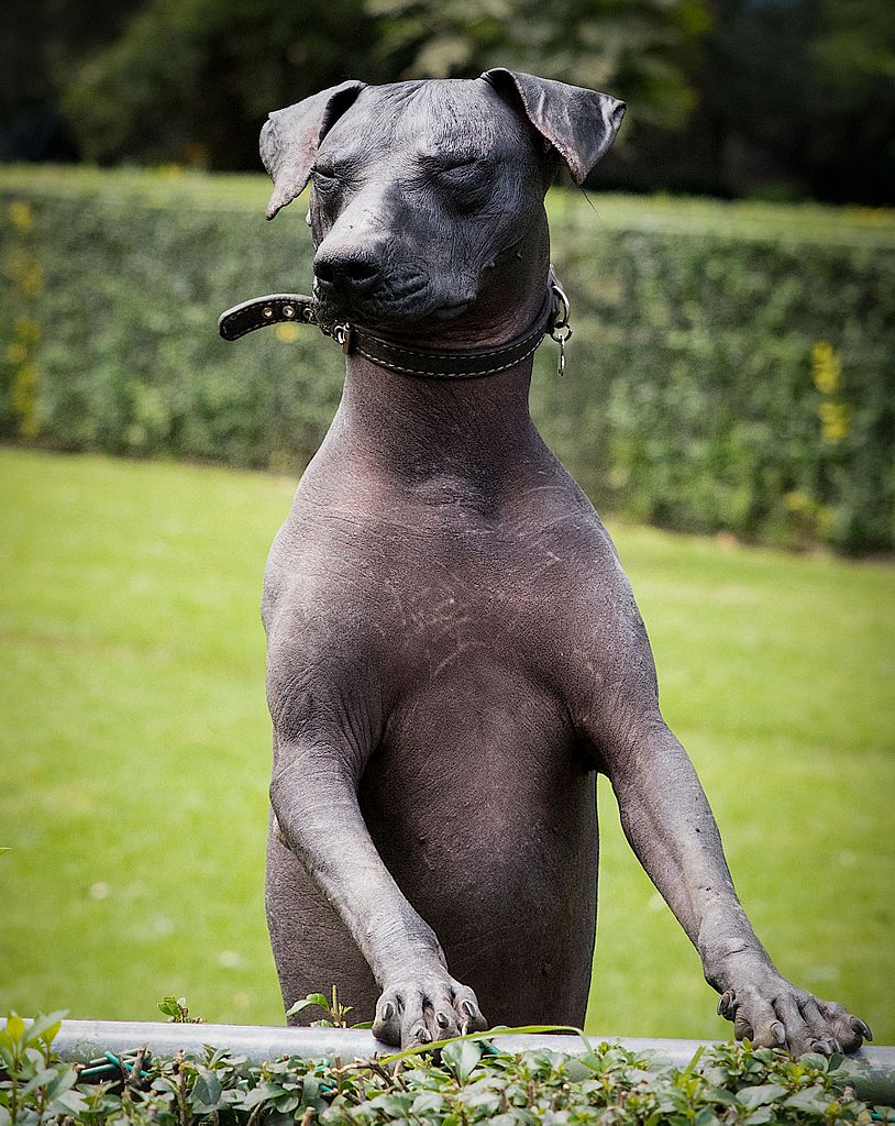 chien nu mexicain personnalité