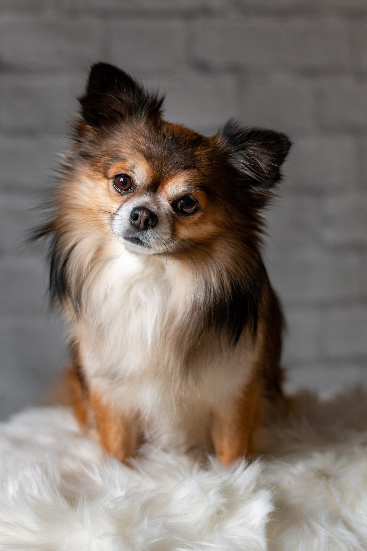 chihuahua personnalité