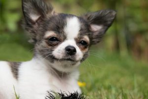 chihuahua photo 3