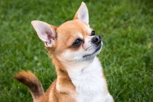 photo Chihuahua