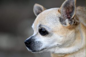 chihuahua photo 4
