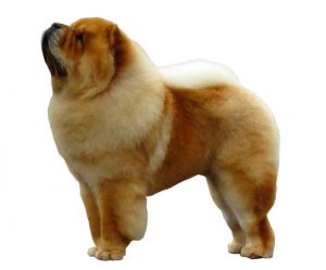 chow-chow