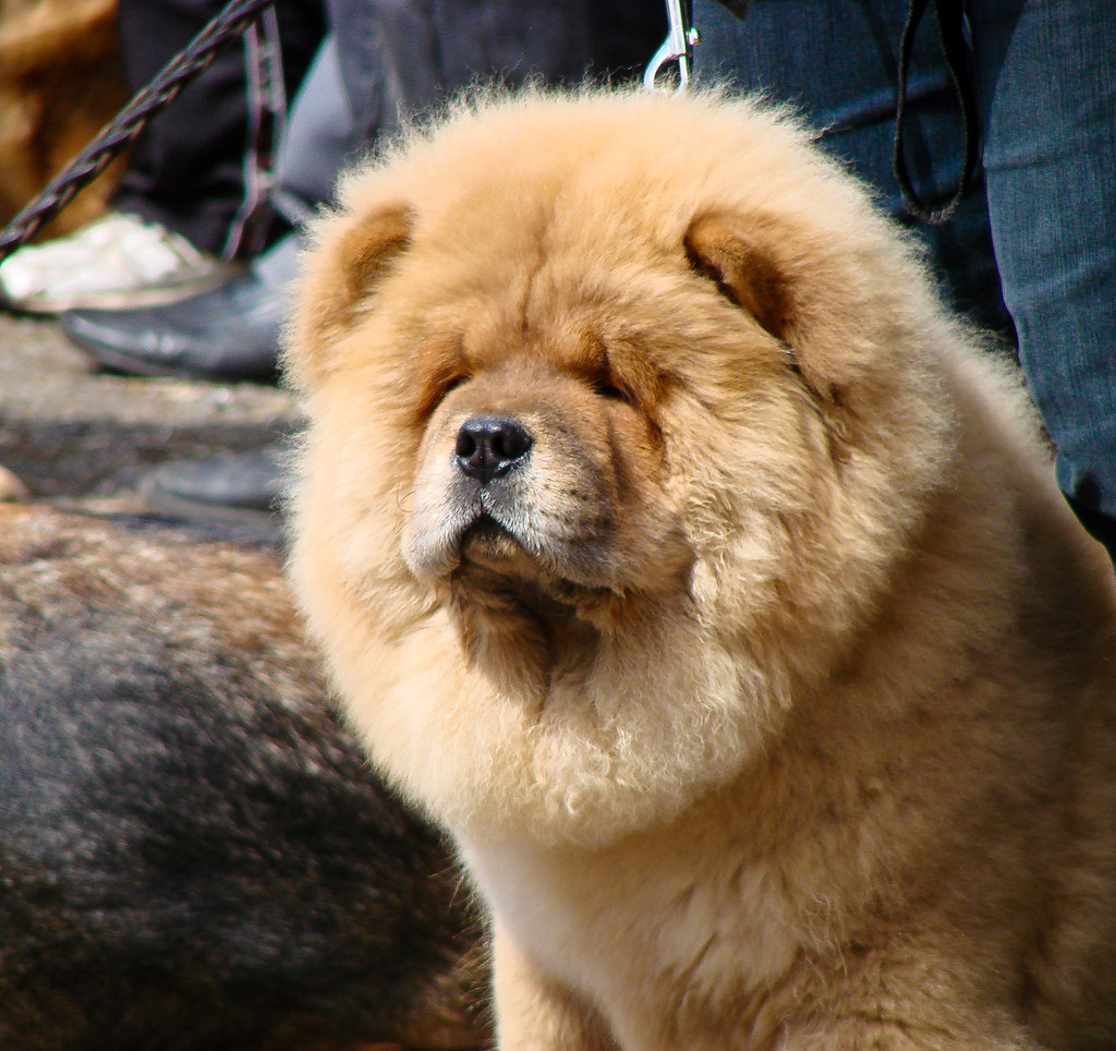 chow-chow personnalité