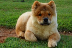 chow-chow photo 2