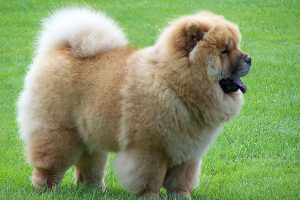 chow-chow photo