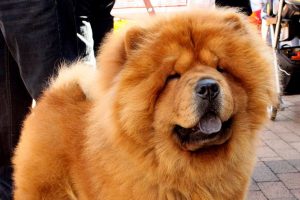 chow-chow photo 4