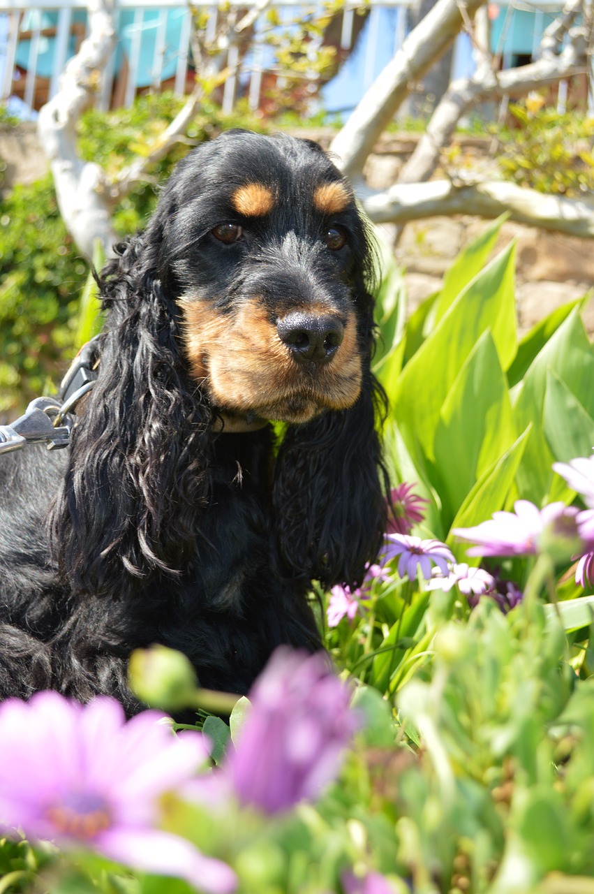 cocker anglais personnalité