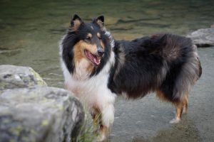 collie photo 2