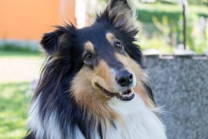 collie photo 3