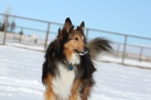 photo collie