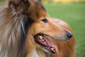 collie photo 4