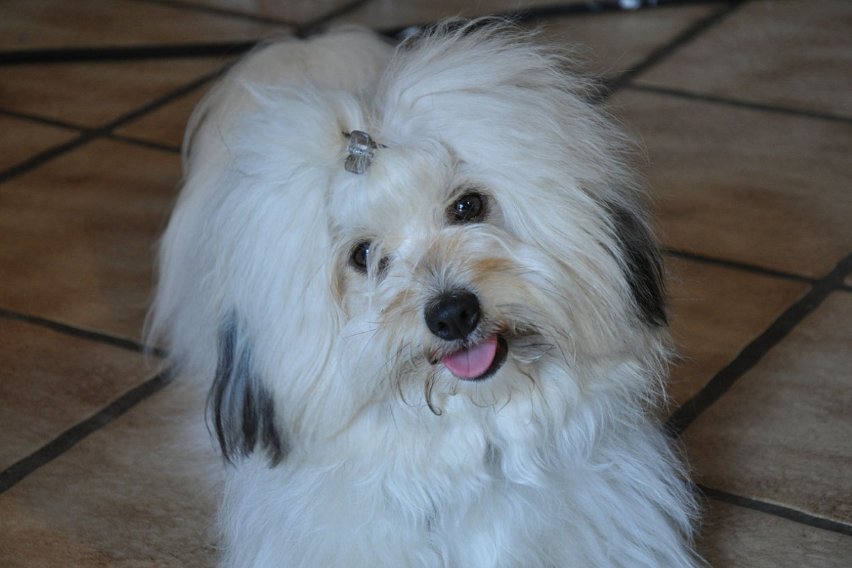 Coton De Tuléar Tout Savoir Sur Cette Race Dogsplanetcom