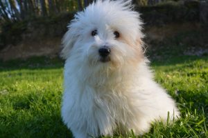 tuléar cotton photo 2