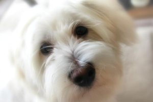 tuléar cotton photo 3