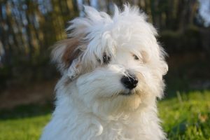 photo tuléar cotton