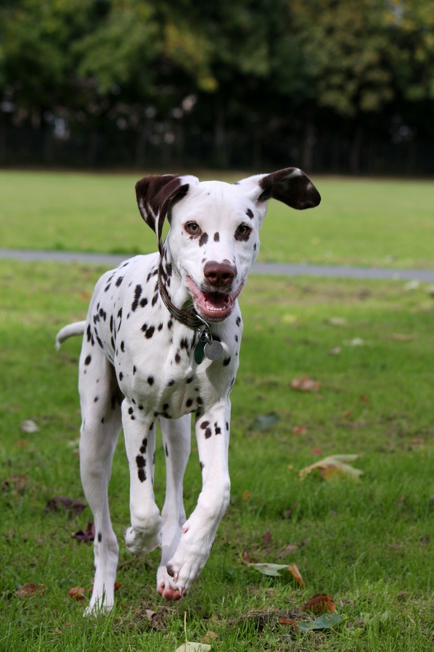 dalmatien personnalité