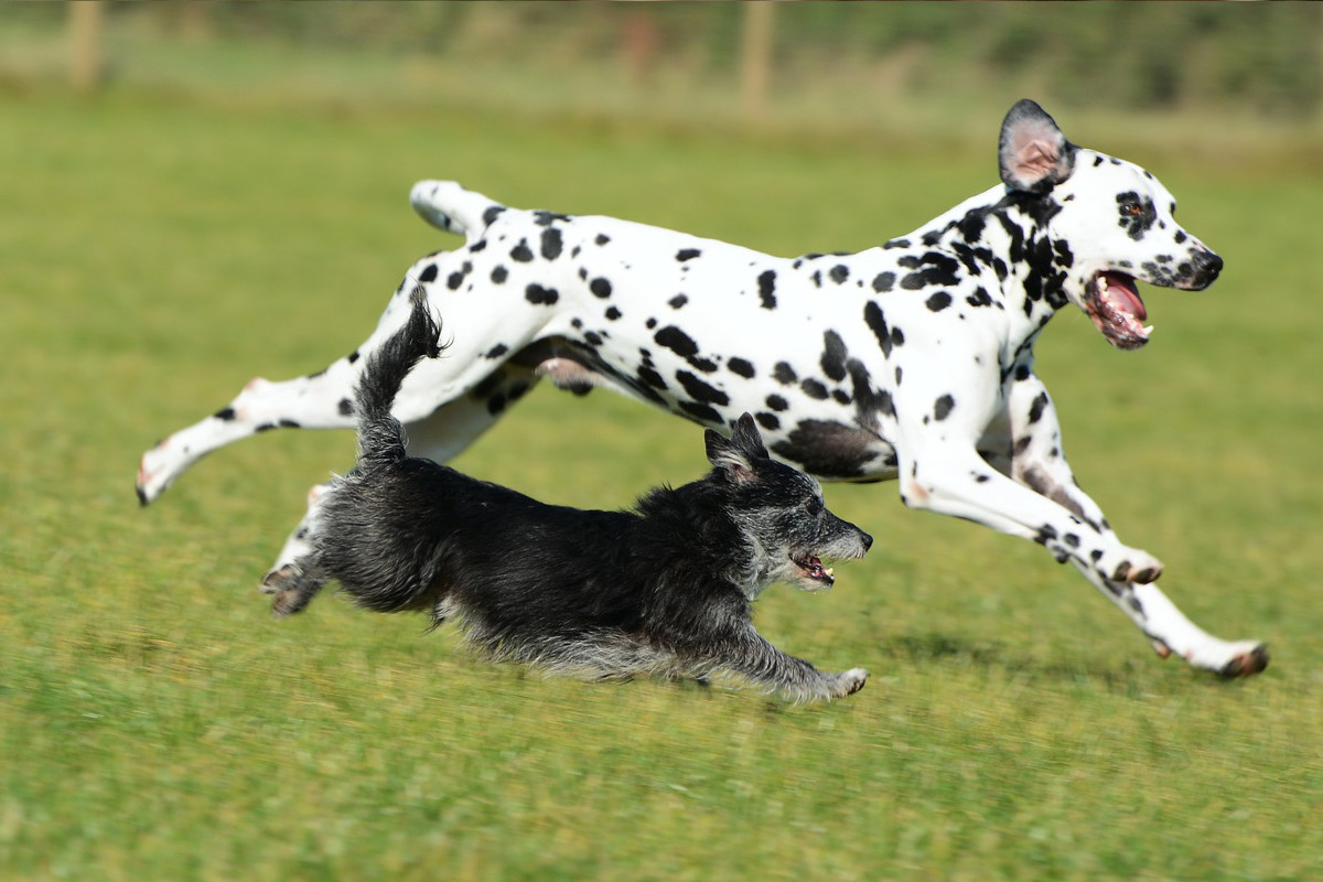 dalmatien photo 2