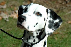 Dalmatian picture