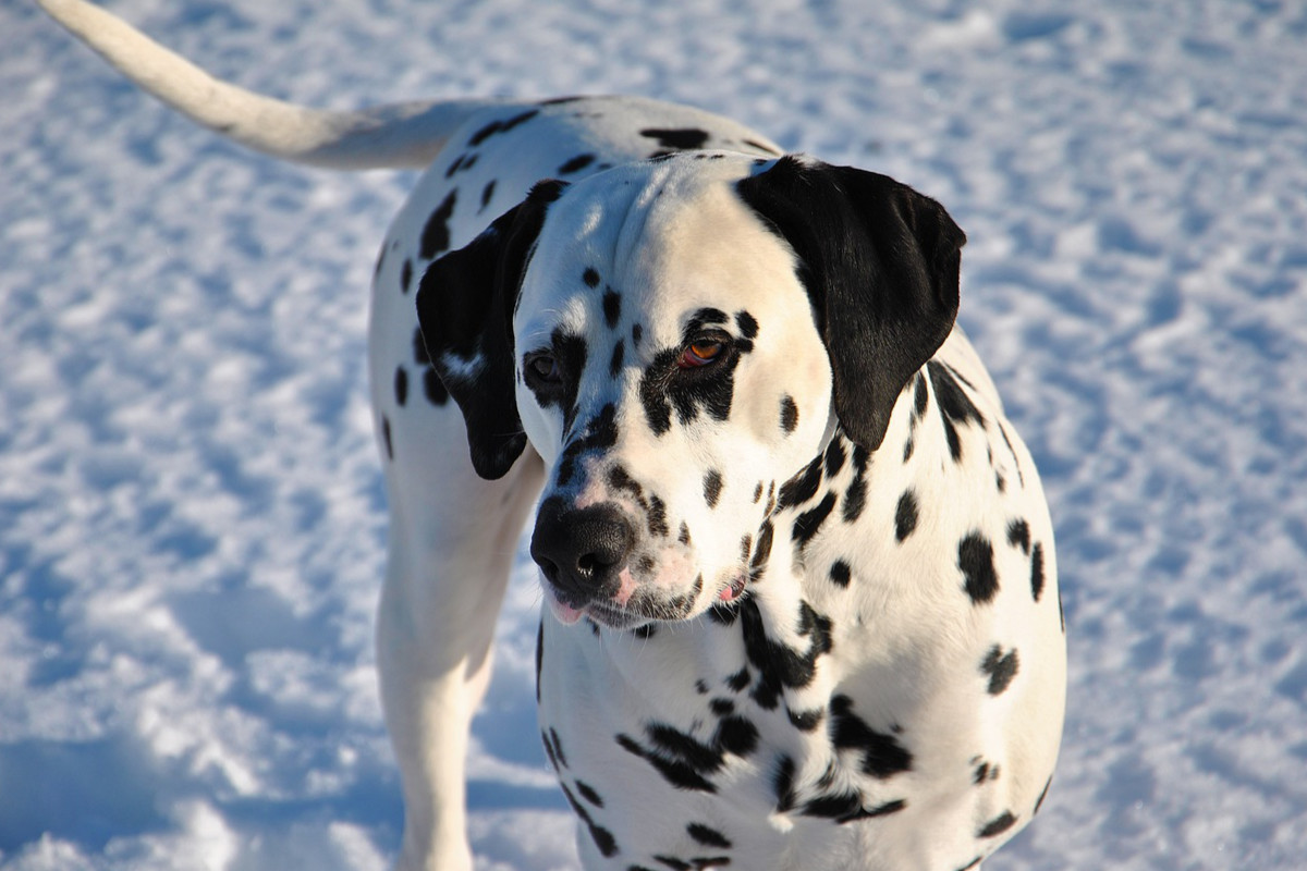 dalmatien photo 4