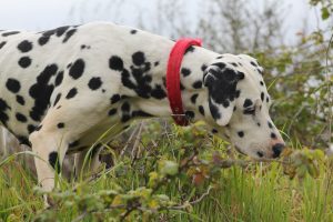 dalmatian photo 5