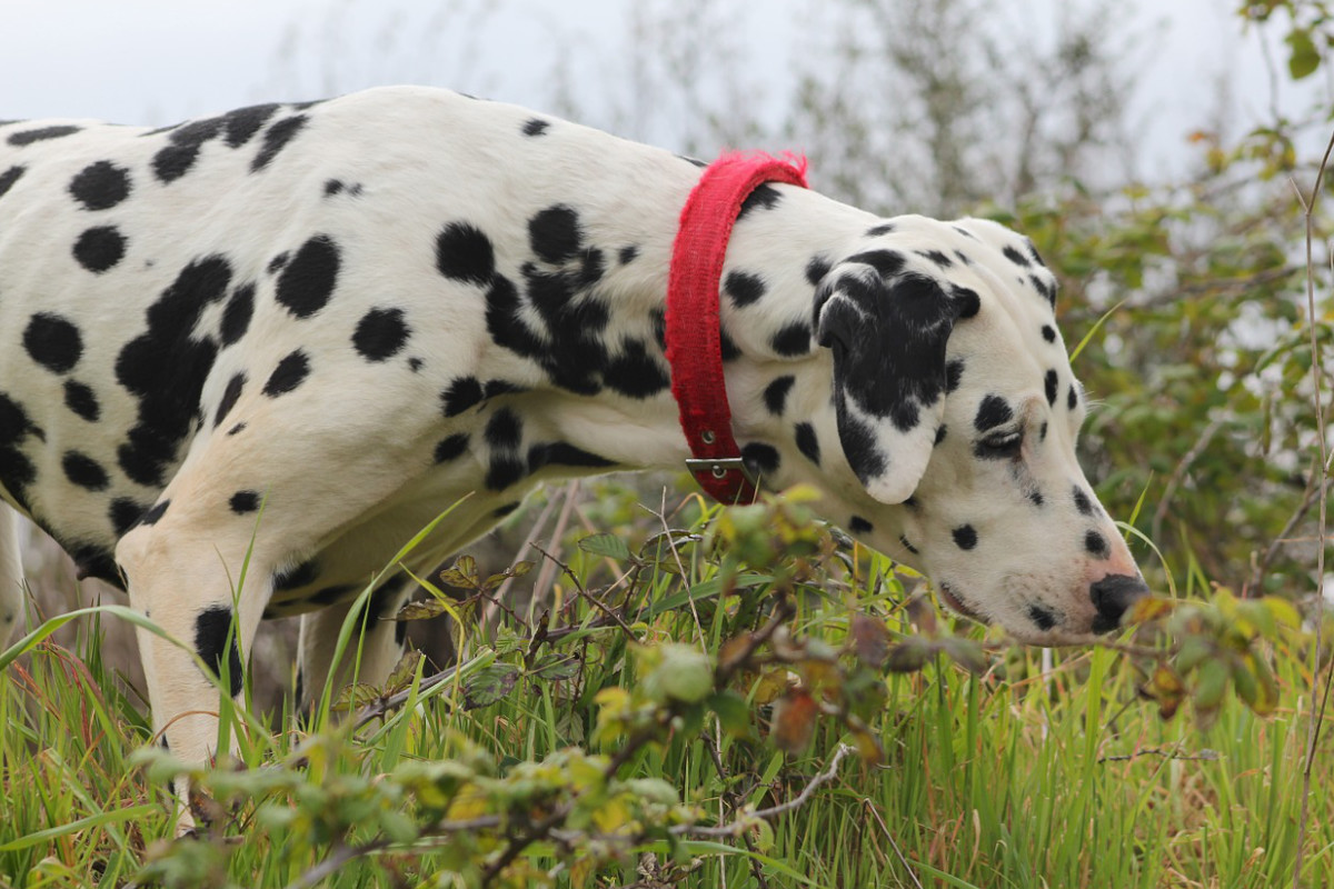 dalmatien photo 5