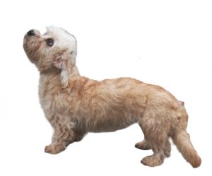 dandie dinmont terrier