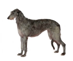 Deerhound