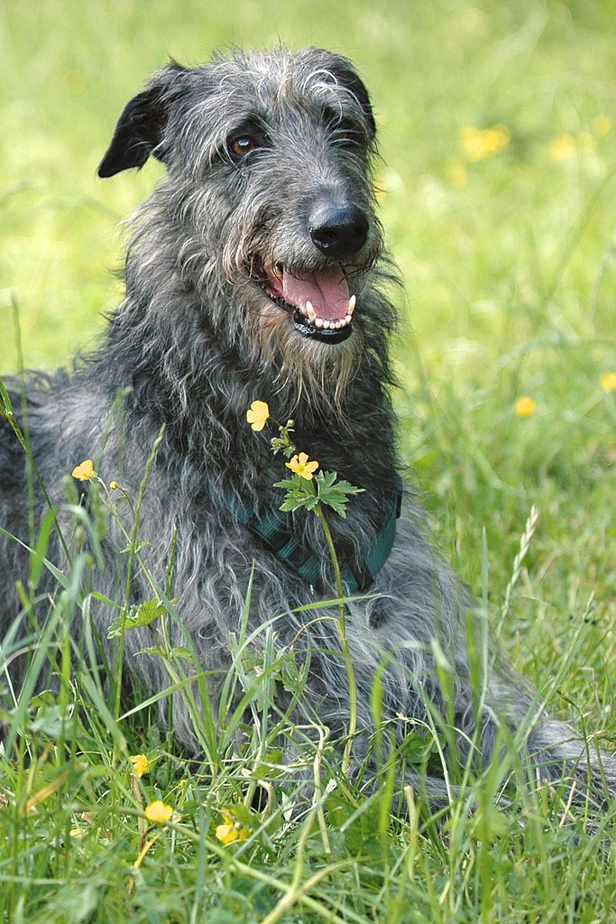 deerhound personnalité