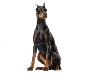 doberman