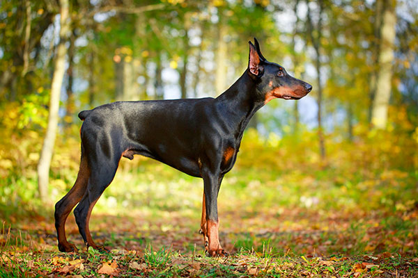 doberman droit