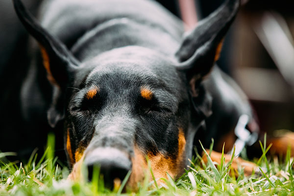 doberman couché qui fait dodo