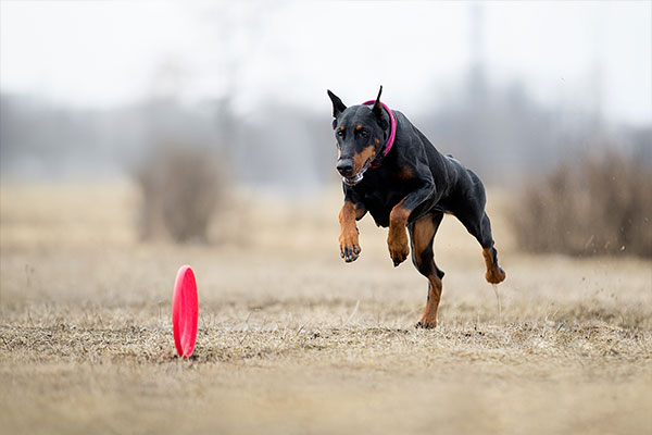doberman qui court