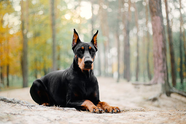 doberman couché éveillé
