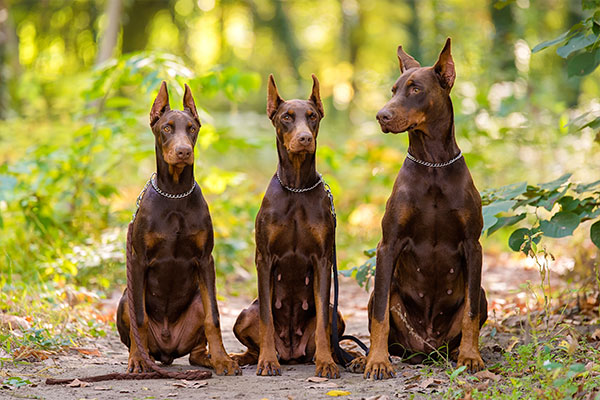 doberman brun