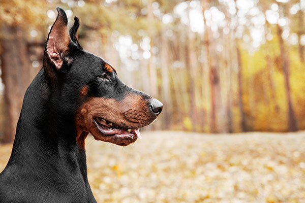 tête du doberman