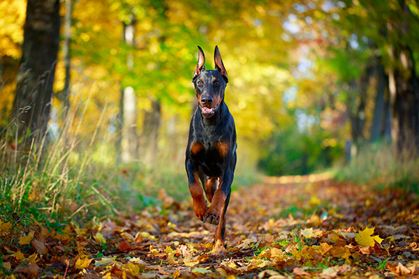 doberman à la campagne