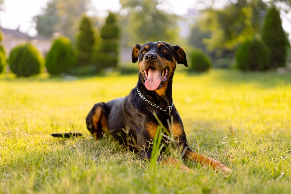 doberman tumbado en campo