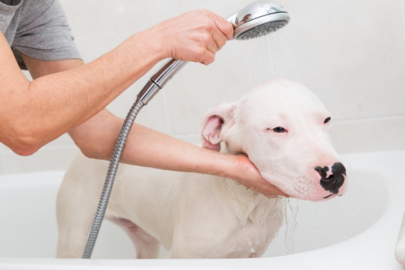 dogo argentino aseo