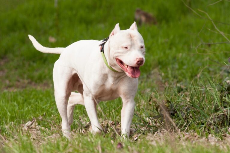 dogo argentino caminando