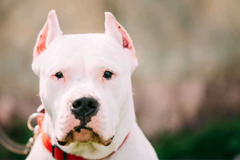 dogo argentino retrato