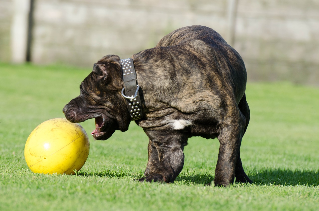 dogo canario personnalité
