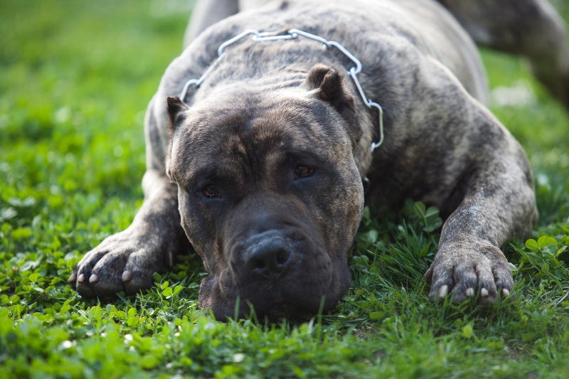 dogo canario tumbado