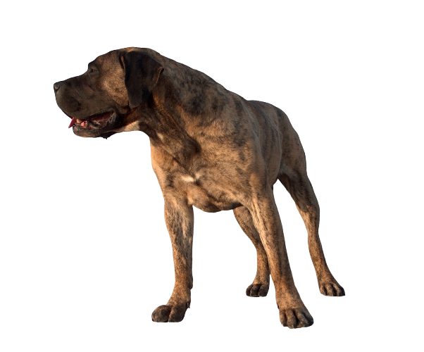 perro canario