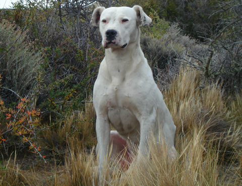 dogue argentin personnalité