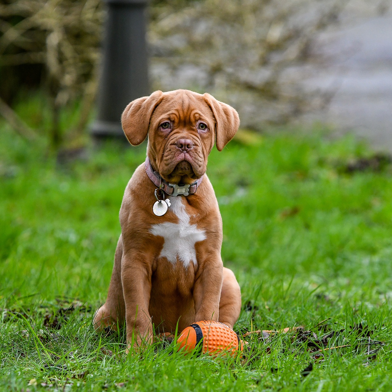dogue de bordeaux personnalité
