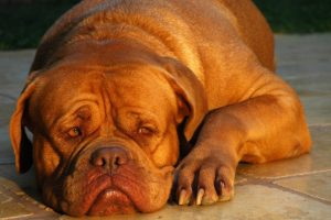 dogue de bordeaux photo 2