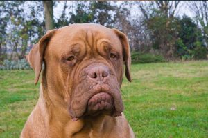 dogue de bordeaux photo 3