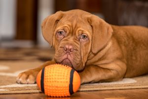 dogue de bordeaux photo
