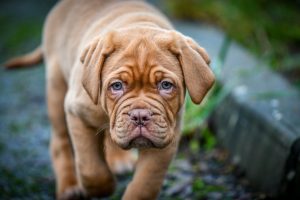 dogue de bordeaux photo 4
